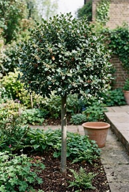 Ilex meserveae 'Blue Maid' demi-tige 90 cm C10