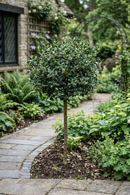 Ilex meserveae 'Blue Maid' demi-tige 90 cm C10
