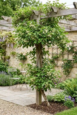 Actinidia arguta 'Issai' grimpante 50 cm C2