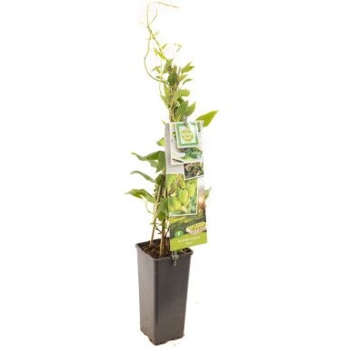 Actinidia arguta 'Issai' grimpante 50 cm C2