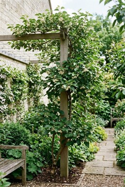 Actinidia arguta 'Issai' grimpante 50 cm C2