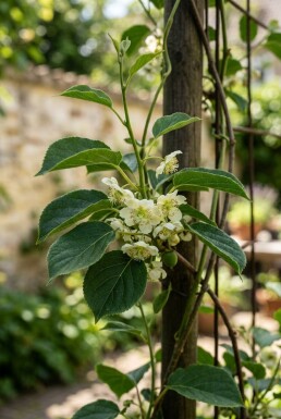 Actinidia arguta 'Issai' grimpante 50 cm C2