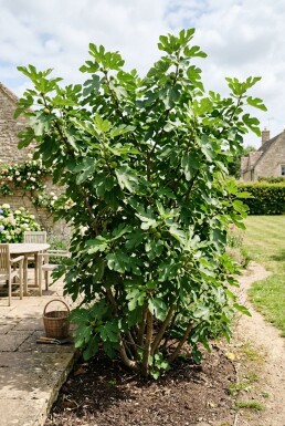 Ficus carica 'Brown Turkey' arbuste 80 cm C5