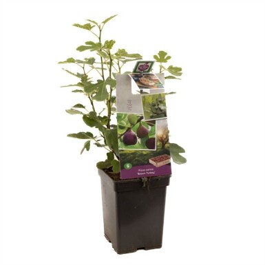 Ficus carica 'Brown Turkey' arbuste 80 cm C5