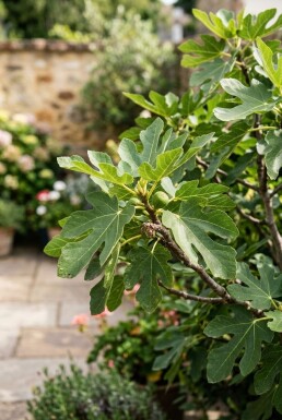 Ficus carica 'Brown Turkey' arbuste 80 cm C5