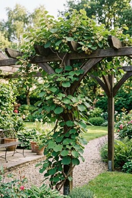 Actinidia chinensis 'Jenny' forme à palisser 50 cm C5