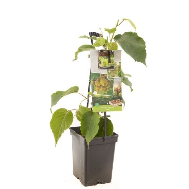 Actinidia chinensis 'Jenny' forme à palisser 50 cm C5