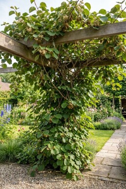 Actinidia chinensis 'Jenny' forme à palisser 50 cm C5