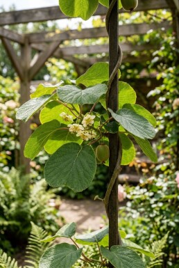 Actinidia chinensis 'Jenny' forme à palisser 50 cm C5