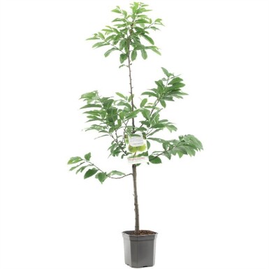 Castanea sativa basse-tige hauteur de tige 80 cm C7,5