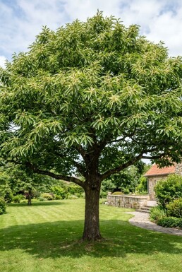 Castanea sativa basse-tige hauteur de tige 80 cm C7,5