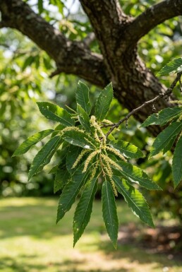Castanea sativa basse-tige hauteur de tige 80 cm C7,5