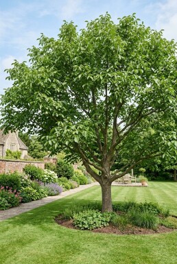 Juglans regia 'Broadview' forme ramifiée 200 cm C7,5