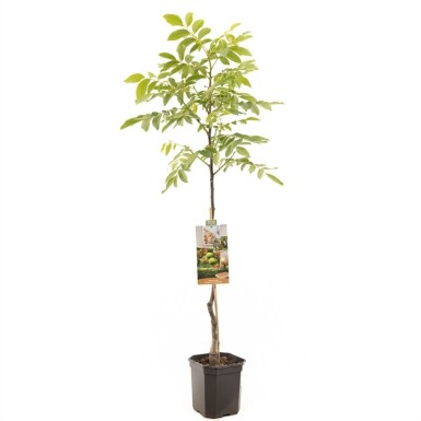 Juglans regia 'Broadview' forme ramifiée 200 cm C7,5