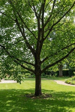 Juglans regia 'Broadview' forme ramifiée 200 cm C7,5