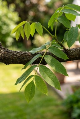 Juglans regia 'Broadview' forme ramifiée 200 cm C7,5