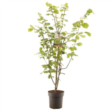 Corylus avellana 'Webb's Prize Cob' Arbuste 50 cm C9
