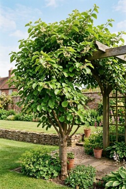 Actinidia arguta 'Jumbo' sur tige 70 cm C2