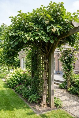 Actinidia arguta 'Jumbo' sur tige 70 cm C2