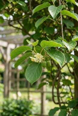 Actinidia arguta 'Jumbo' sur tige 70 cm C2
