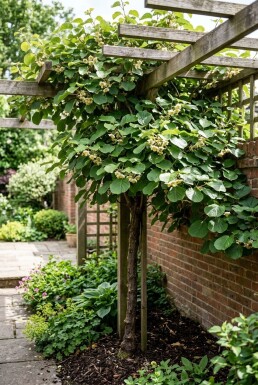 Actinidia deliciosa 'Solo' grimpante 80-100 cm C2
