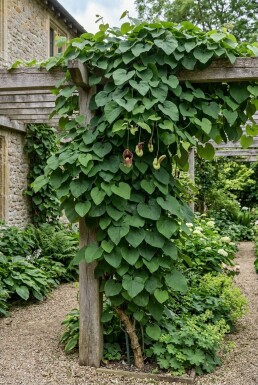 Aristolochia macrophylla 70 cm C2