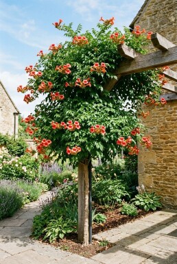 Campsis tagliabuana 'Mme Galen' tige 80-100 cm C2