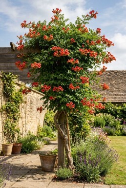 Campsis tagliabuana 'Mme Galen' tige 80-100 cm C2