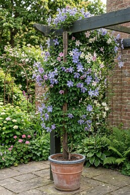 Clematis alpina sur tige 70 cm C2
