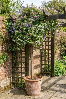 Clematis alpina sur tige 70 cm C2