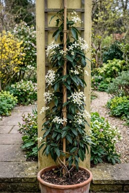 Clematis armandii 80-100 cm C2