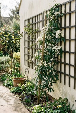 Clematis armandii 80-100 cm C2