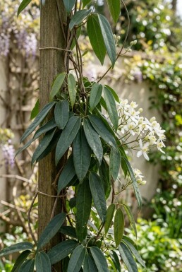 Clematis armandii 80-100 cm C2