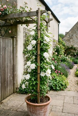 Clematis florida 'Alba Plena' 70 cm C2