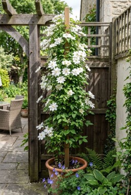 Clematis florida 'Alba Plena' 70 cm C2