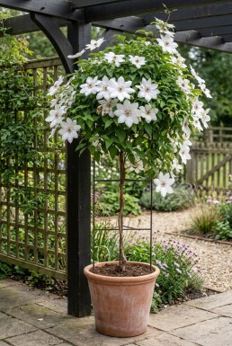 Clematis 'Miss Bateman' sur tige 80-100 cm C2