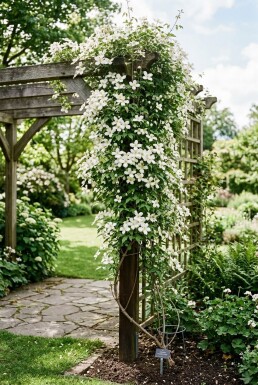 Clematis montana alba tuteur 80-100 cm C2