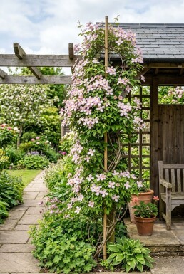 Clematis montana 'Elizabeth' tuteur 70 cm C2