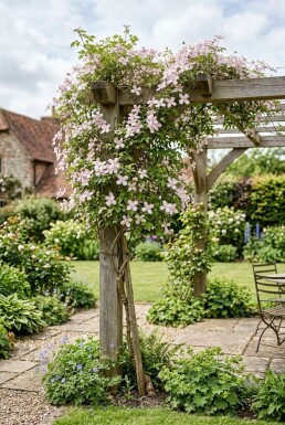 Clematis montana 'Fragrant Spring' tuteurée 70 cm C2