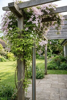 Clematis montana 'Fragrant Spring' tuteurée 70 cm C2