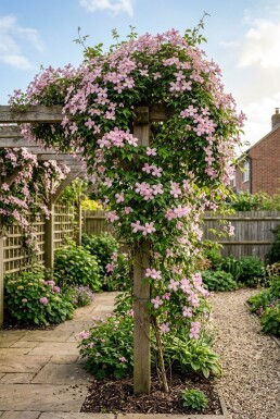 Clematis montana 'Freda' tuteurée 70 cm C2