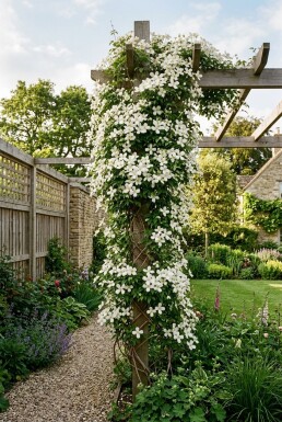 Clematis montana grandiflora tuteuré 80-100 cm C2