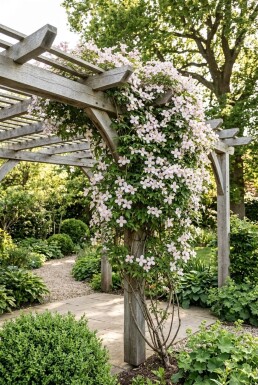 Clematis montana 'Marjorie' sur tige 150-175 cm C5