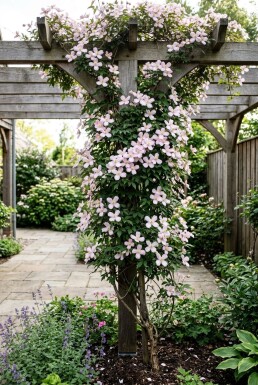 Clematis montana 'Mayleen' sur tuteur 80-100 cm C2