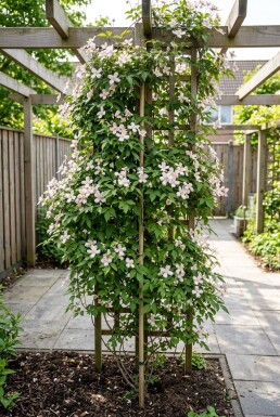 Clematis montana 'Mayleen' sur tuteur 80-100 cm C2