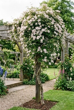 Clematis montana 'Superba' tuteur 70 cm C2