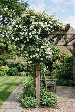 Clematis montana wilsonii tuteur 70 cm C2