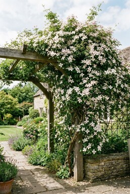 Clematis montana grimpante 80-100 cm C2