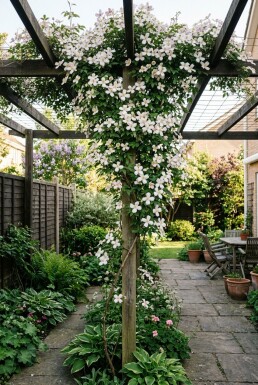 Clematis montana grimpante 80-100 cm C2