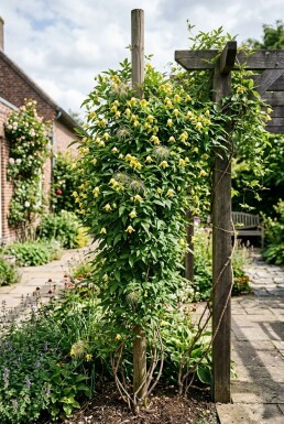 Clematis orientalis tuteur 70 cm C2